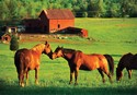 1364 200pc Kissing Horses Cardboard Jigsaw Puzzle by Melissa & Doug