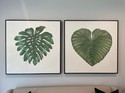 Green Tropical Leaf on White Canvas -  46' X 46"