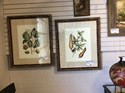 PAIR/ John Richards Botanical  prints in gold frame 2 8 x 34